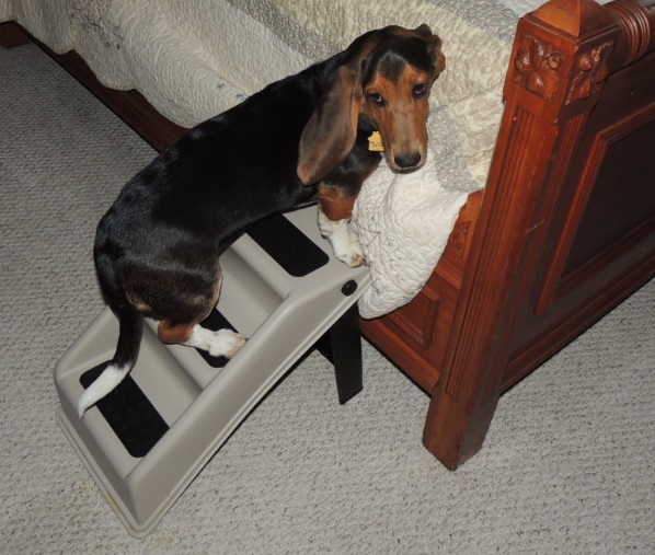 Doggone Orlando Up & Under Doggy Steps Review Archives Doggone Orlando