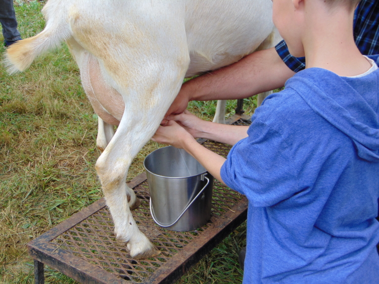 Learning to milk a goat