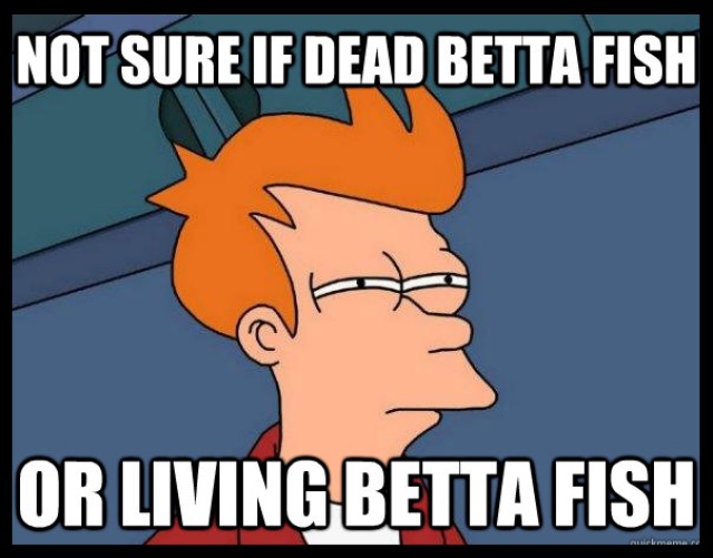 Running From Insanity Eulogy for our pet fish Running From Insanity